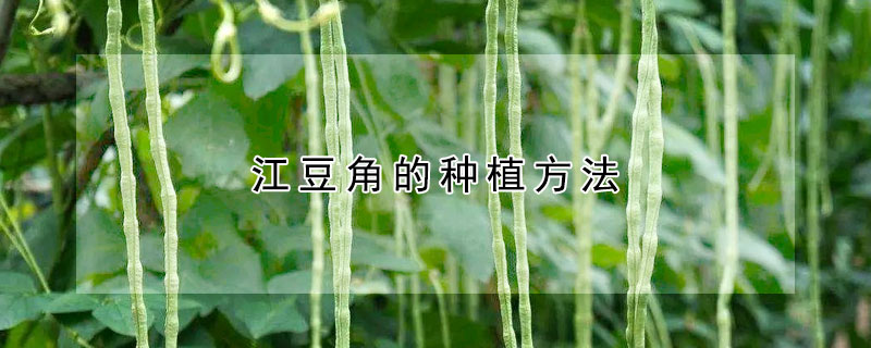 江豆角的種植方法