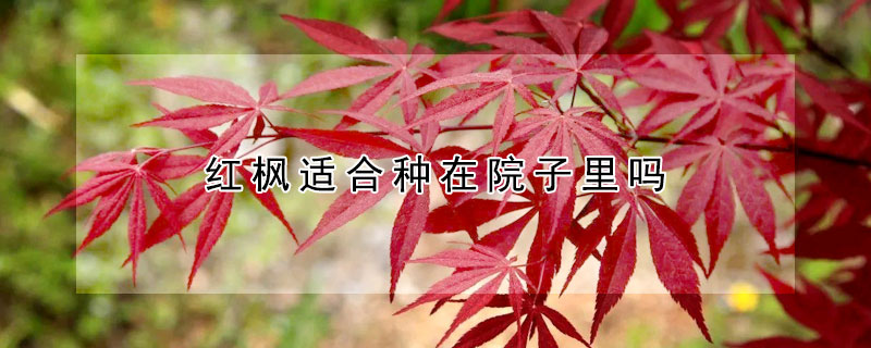 紅楓適合種在院子里嗎