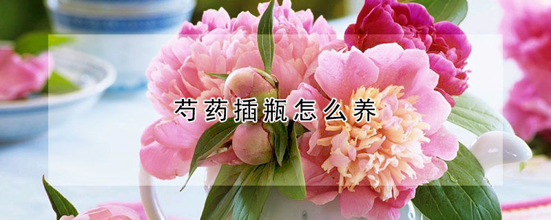 芍藥插瓶怎么養(yǎng)