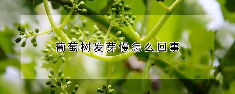 葡萄樹發芽慢怎么回事