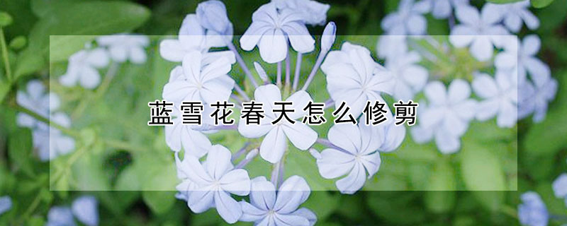 藍雪花春天怎么修剪