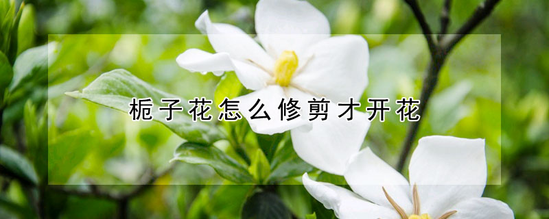 梔子花怎么修剪才開花