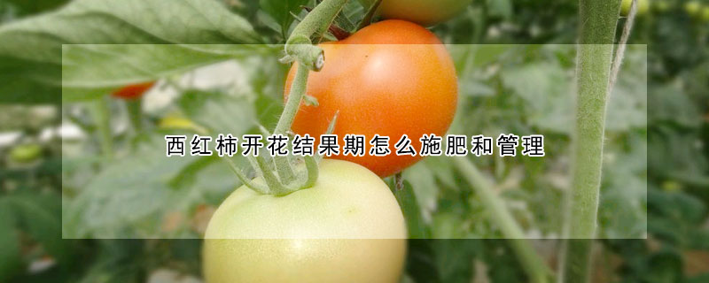 西紅柿開花結果期怎么施肥和管理