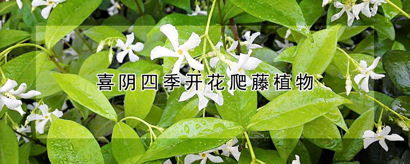 喜陰四季開花爬藤植物