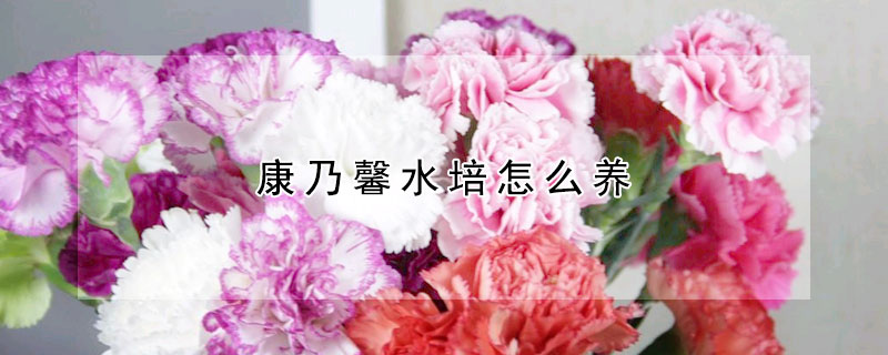 康乃馨水培怎么養(yǎng)