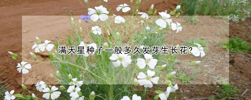 滿天星種子一般多久發(fā)芽生長花?