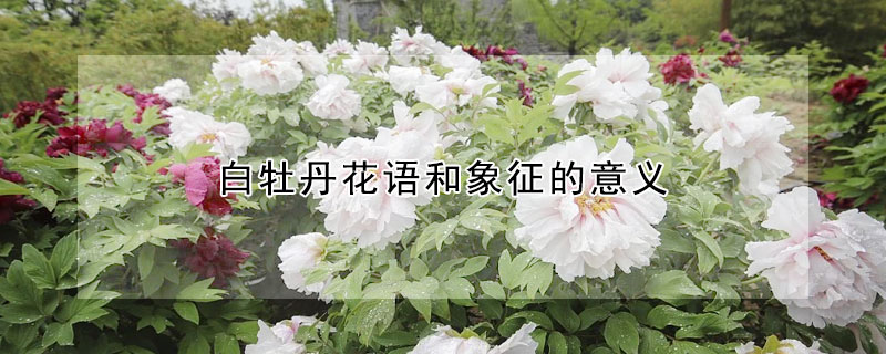 白牡丹花語(yǔ)和象征的意義