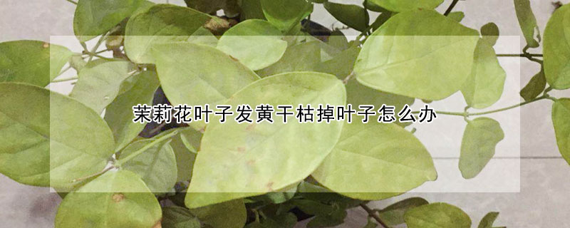 茉莉花葉子發(fā)黃干枯掉葉子怎么辦