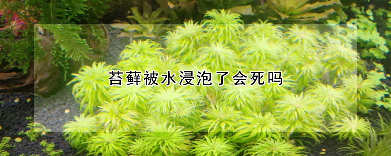 苔蘚被水浸泡了會死嗎