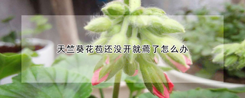 天竺葵花苞還沒(méi)開就蔫了怎么辦