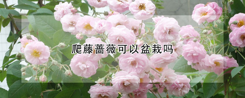 爬藤薔薇可以盆栽嗎