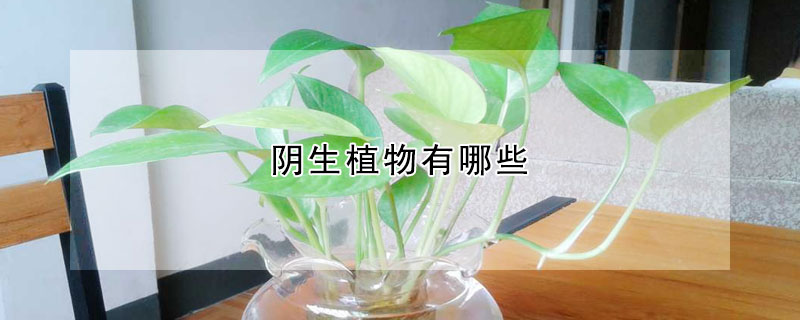 陰生植物有哪些