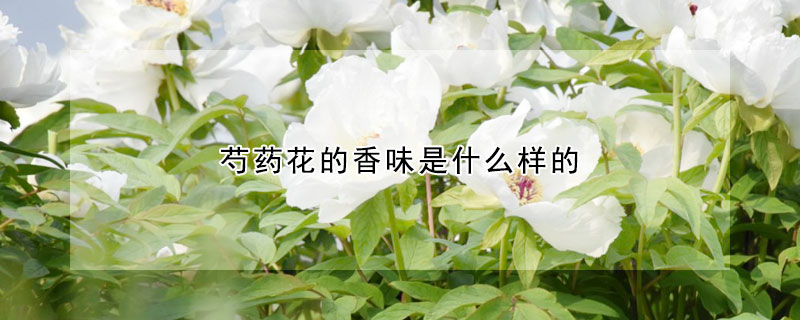 芍藥花的香味是什么樣的