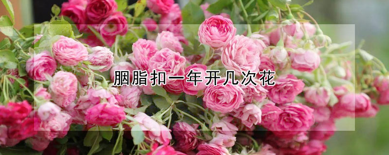 胭脂扣一年開幾次花