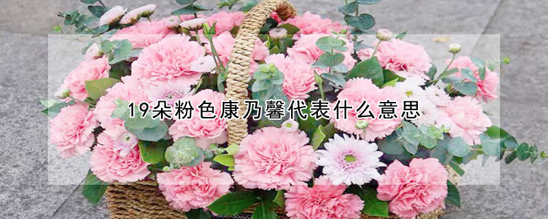 19朵粉色康乃馨代表什么意思