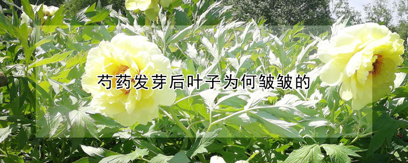 芍藥發(fā)芽后葉子為何皺皺的