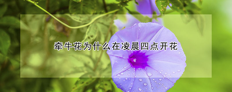 牽牛花為什么在凌晨四點(diǎn)開(kāi)花