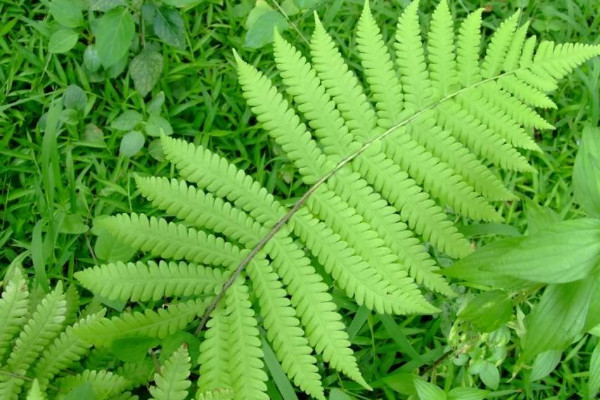 蕨類植物有哪些