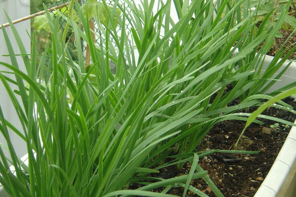 栽韭菜根種植方法