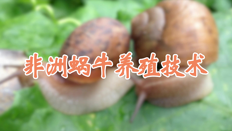 非洲蝸牛養(yǎng)殖技術(shù)