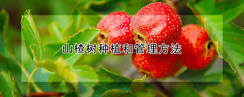 山楂樹種植和管理方法