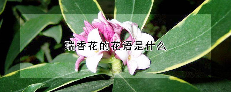 瑞香花的花語是什么