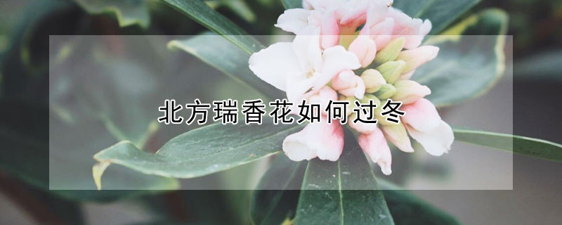 北方瑞香花如何過冬