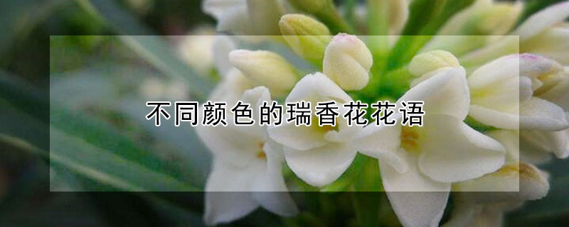 不同顏色的瑞香花花語