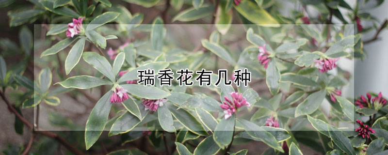 瑞香花有幾種