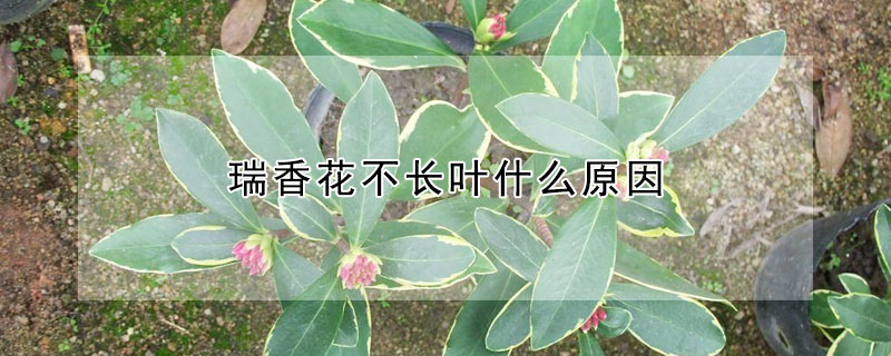 瑞香花不長葉什么原因