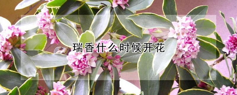 瑞香什么時候開花