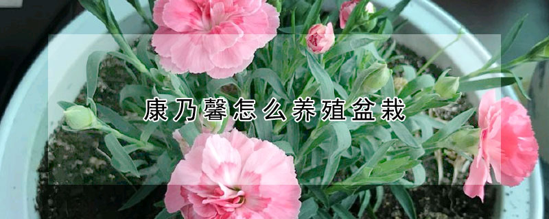 康乃馨怎么養(yǎng)殖盆栽