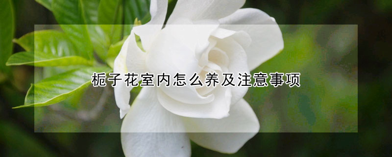 梔子花室內(nèi)怎么養(yǎng)及注意事項(xiàng)