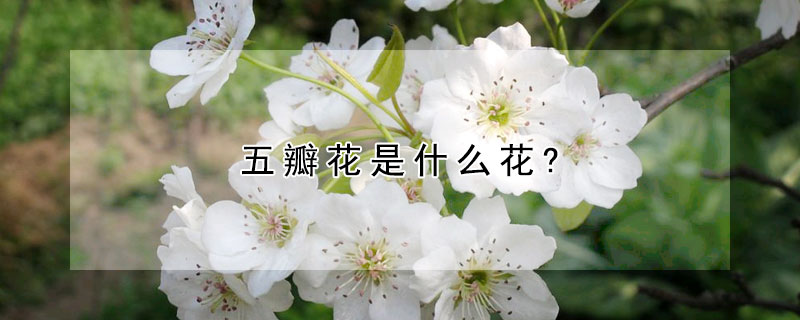 五瓣花是什么花?