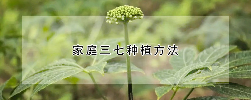 家庭三七種植方法