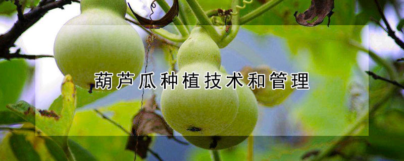 葫蘆瓜種植技術(shù)和管理