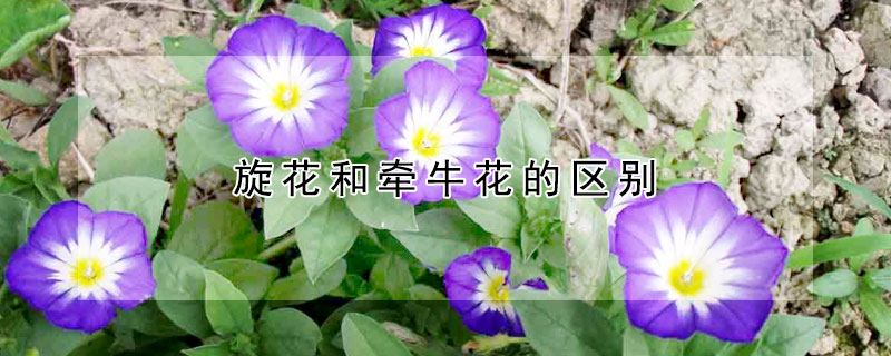 旋花和牽牛花的區(qū)別