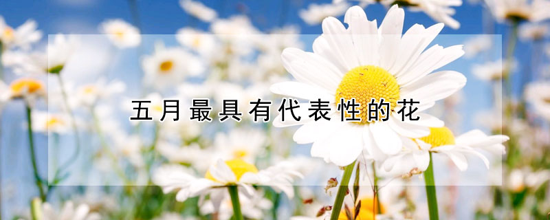 五月最具有代表性的花