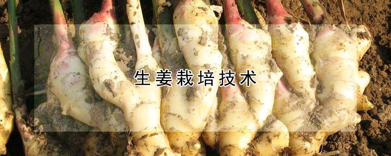 生姜栽培技術(shù)