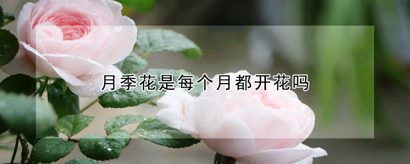 月季花是每個月都開花嗎