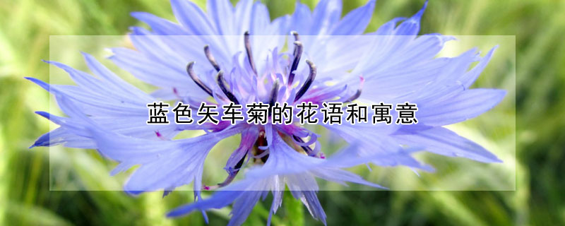 藍(lán)色矢車菊的花語和寓意