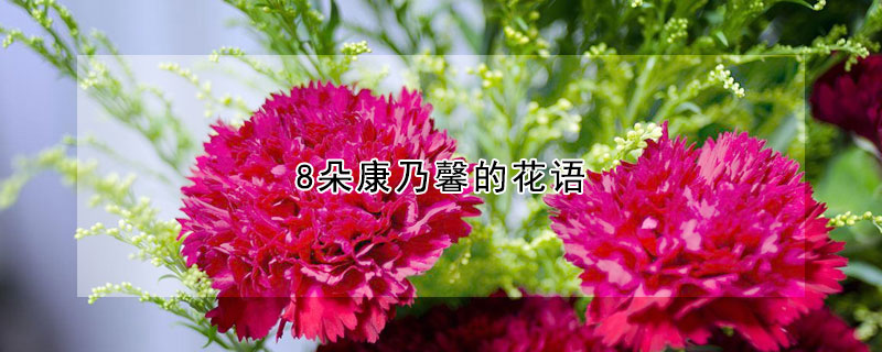 8朵康乃馨的花語