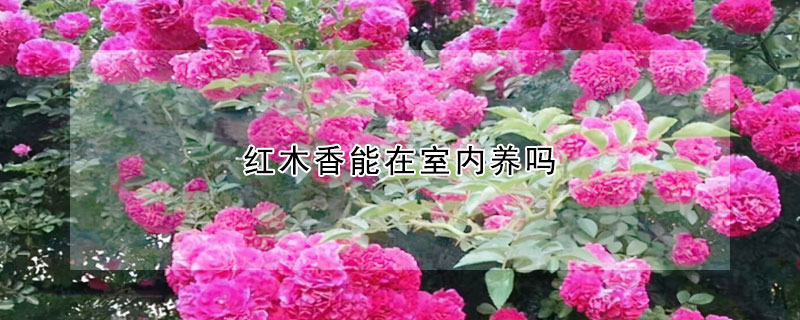 紅木香能在室內(nèi)養(yǎng)嗎