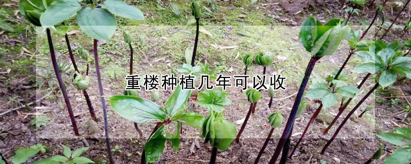 重樓種植幾年可以收