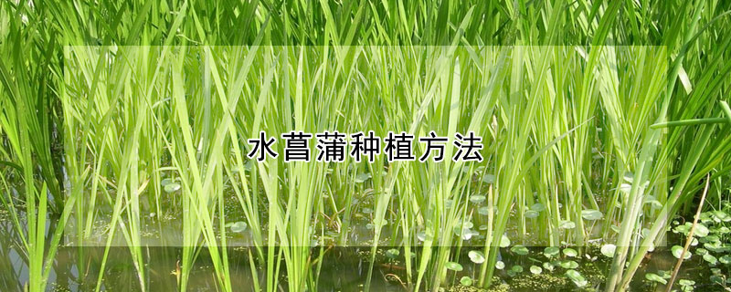 水菖蒲種植方法