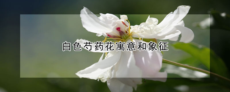 白色芍藥花寓意和象征