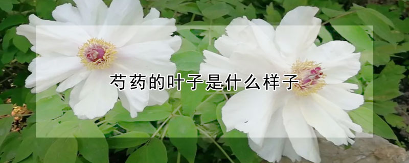 芍藥的葉子是什么樣子