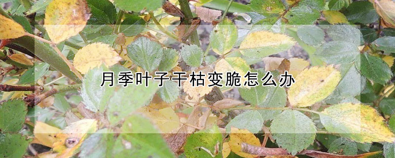 月季葉子干枯變脆怎么辦