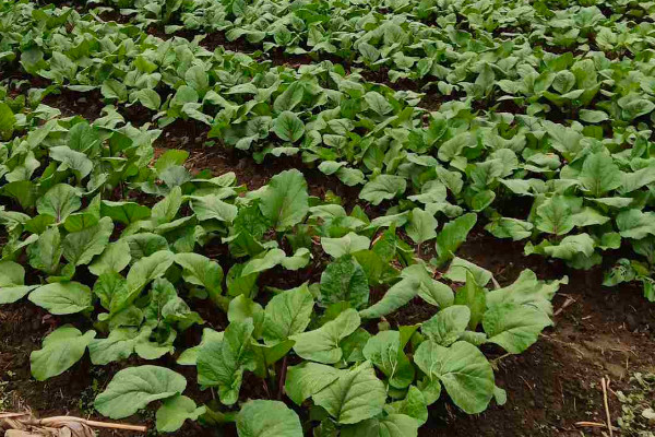 紅菜苔如何打葉