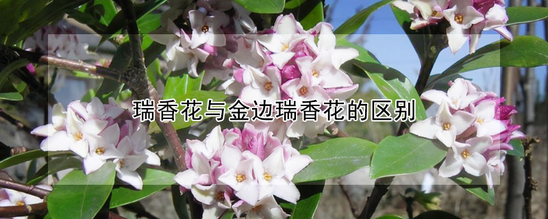 瑞香花與金邊瑞香花的區別